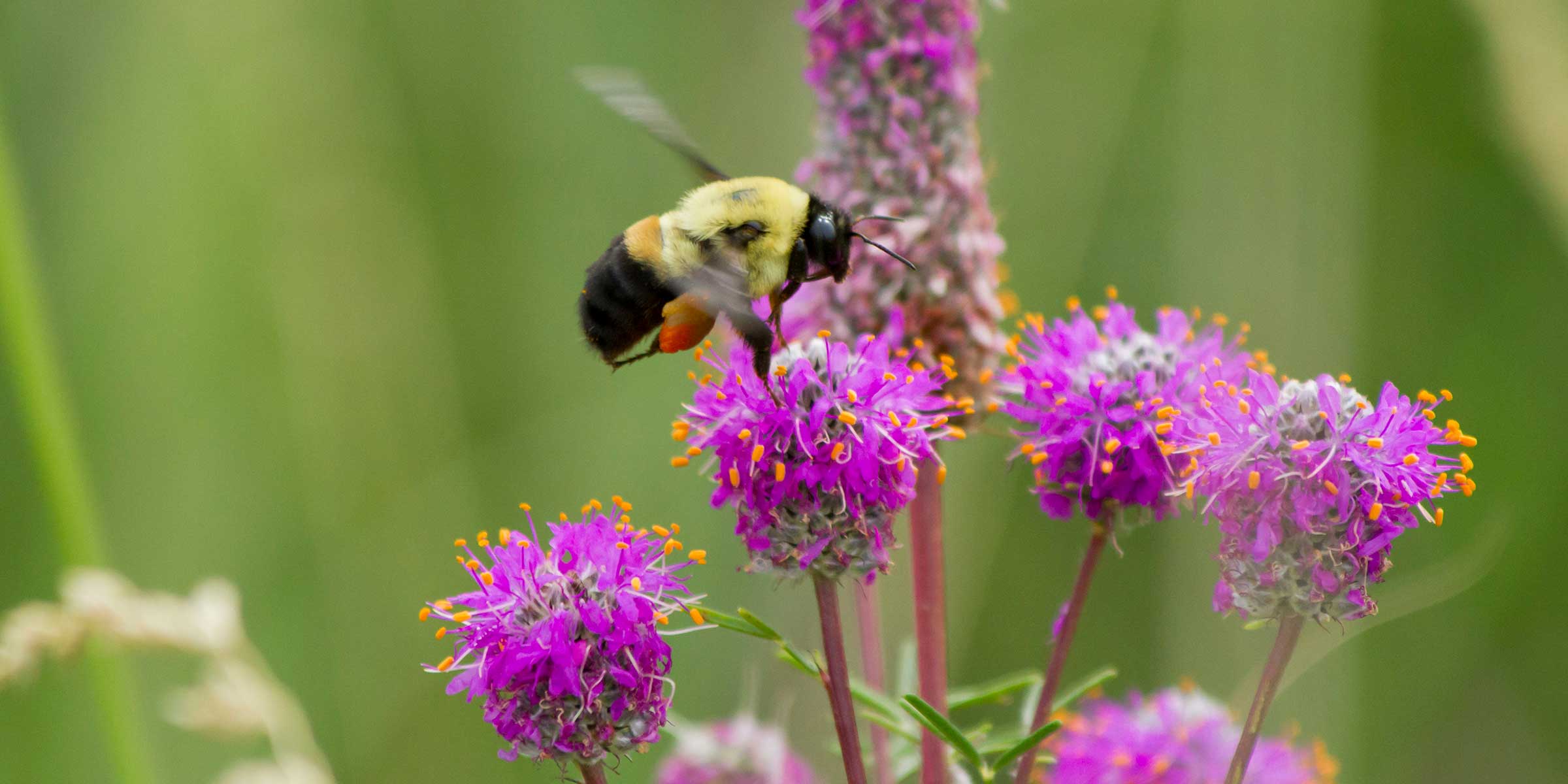 Pollinators in GWS sites - National Federation of Group Water Schemes